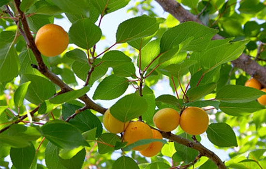 立夏吃個杏，到老沒有病